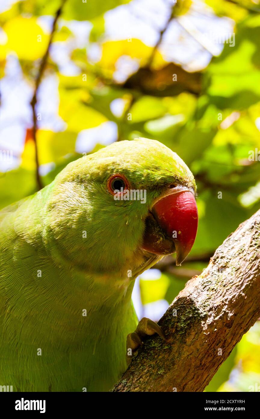 Wild British green parakeet parrot bird siting on the tree Stock Photo