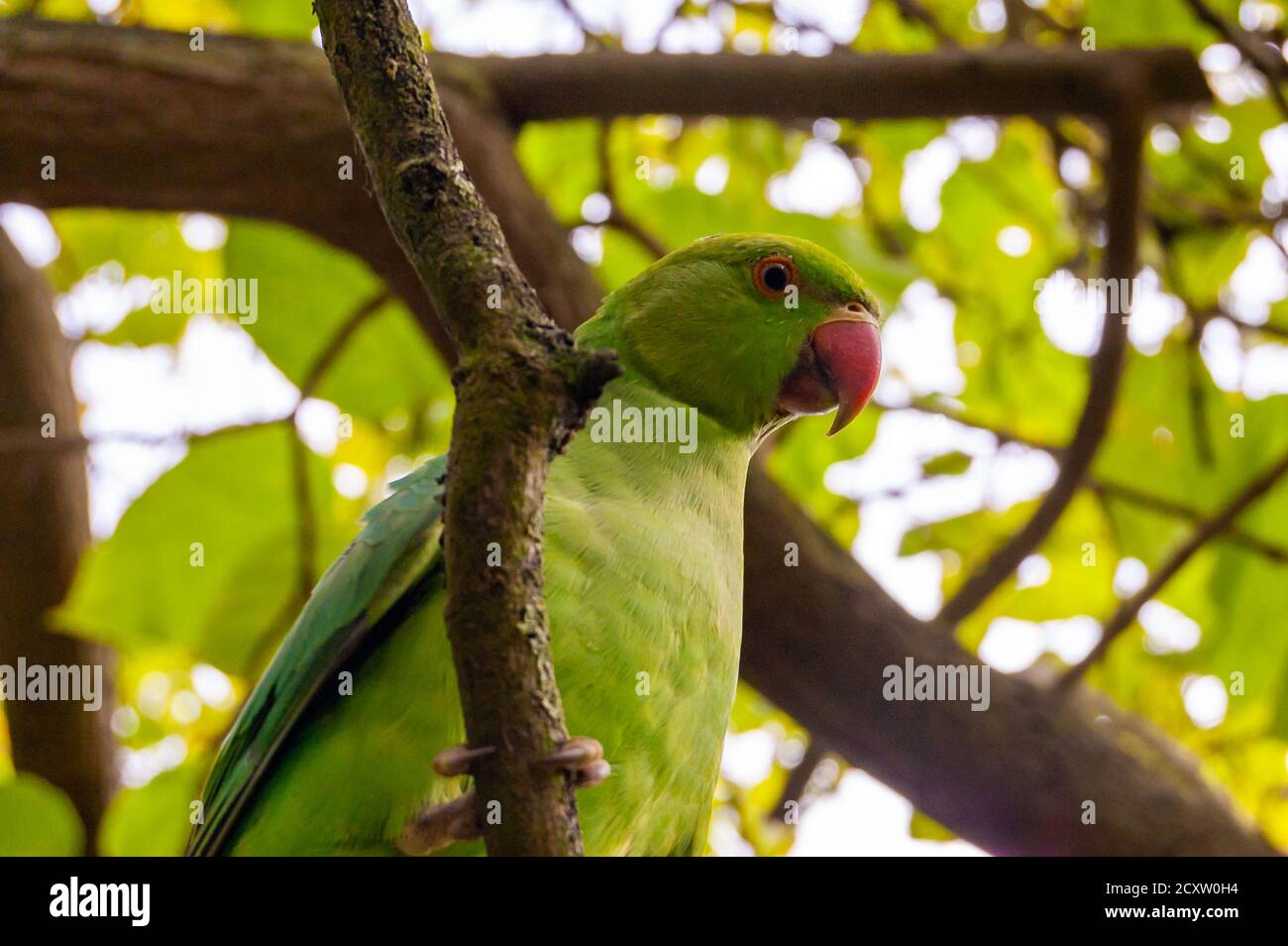 Wild British green parakeet parrot bird siting on the tree Stock Photo