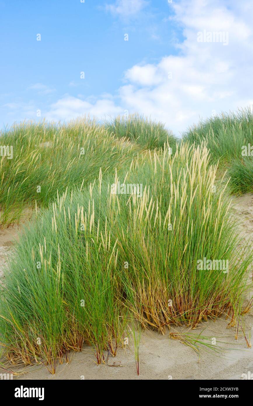 Sand and vegetation at the Dune de Perroquet, North France Stock Photo