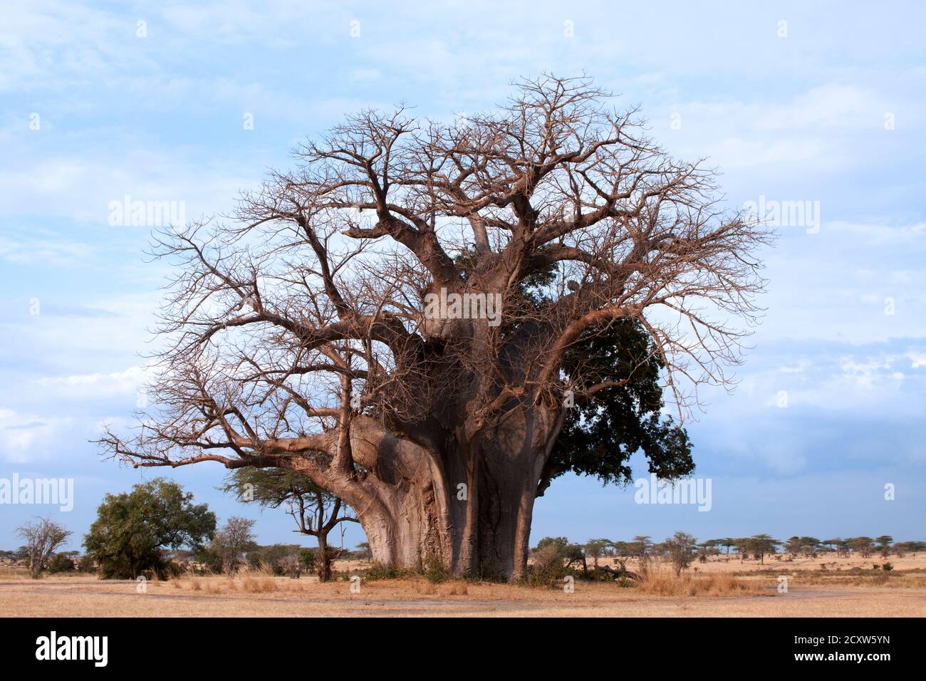 This Baobab, known as 'The Big Tree' in Selous Game Reserve is reputed to be one of the most massive in Tanzania. Certainly a true natural colossus Stock Photo
