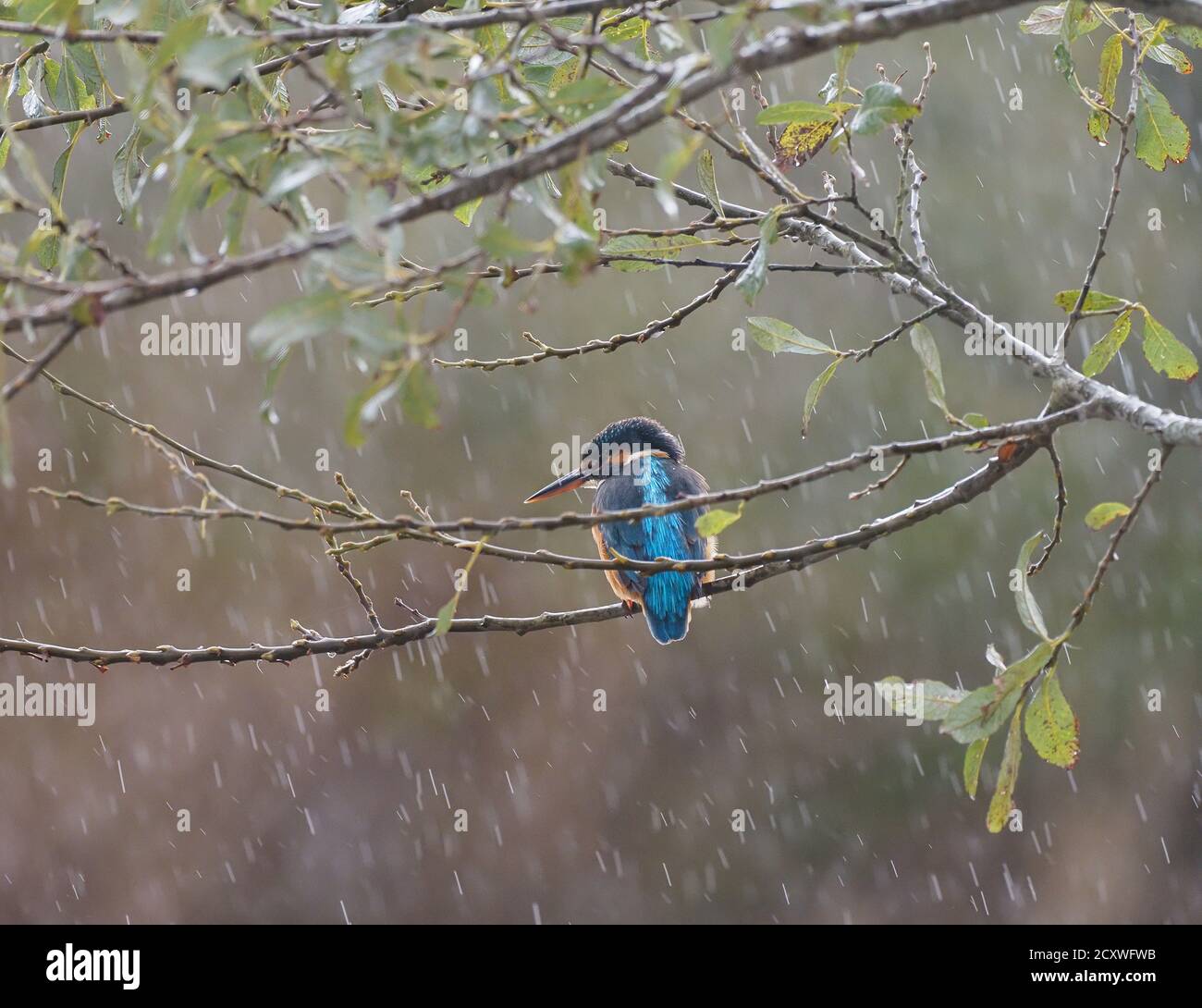 Kingfisher hunting in the rain Stock Photo - Alamy