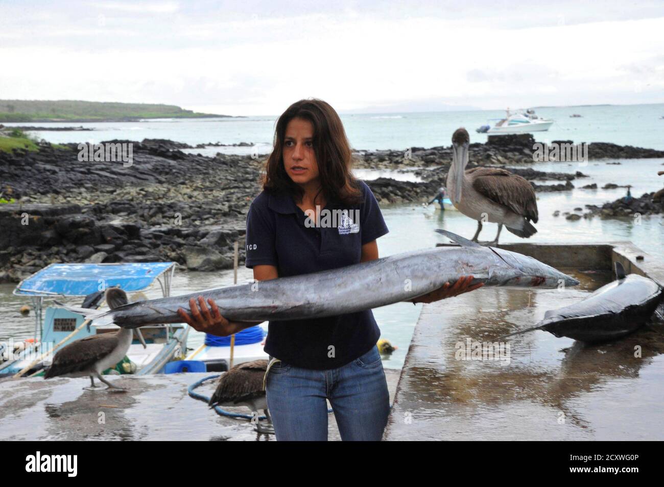Marine biologist Isabel Haro holds a guajo (Acanthocybium Solandri) fish, also known as wahoo, as she carries out research on its population control in Santa Cruz May 17, 2012. REUTERS/Guillermo Granja (ECUADOR - Tags: ENVIRONMENT) Stock Photo