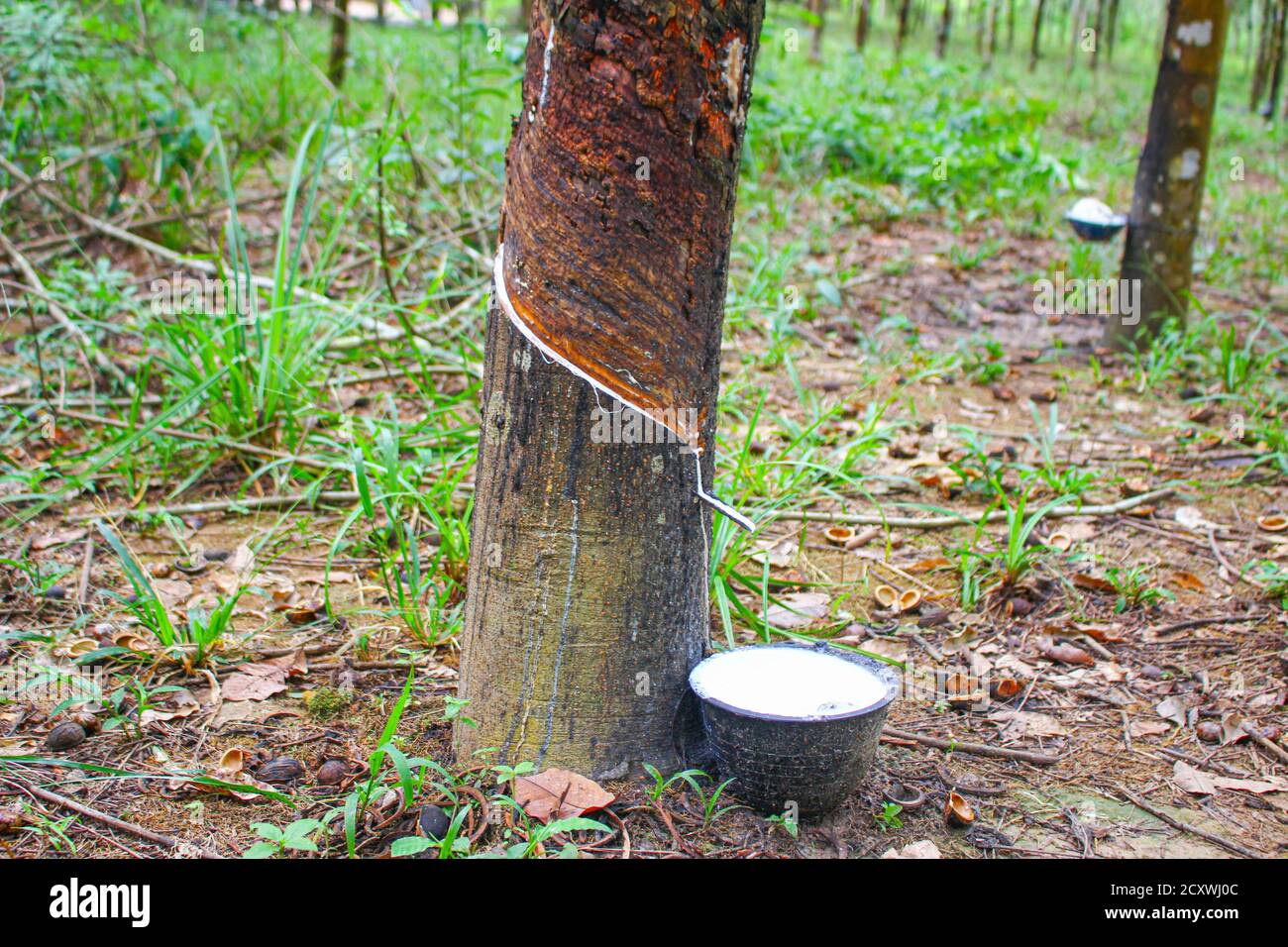 Vietnam rubber tree,Tapping latex rubber,latex extracted from rubber tree source of natural in Vietnam asia Stock Photo