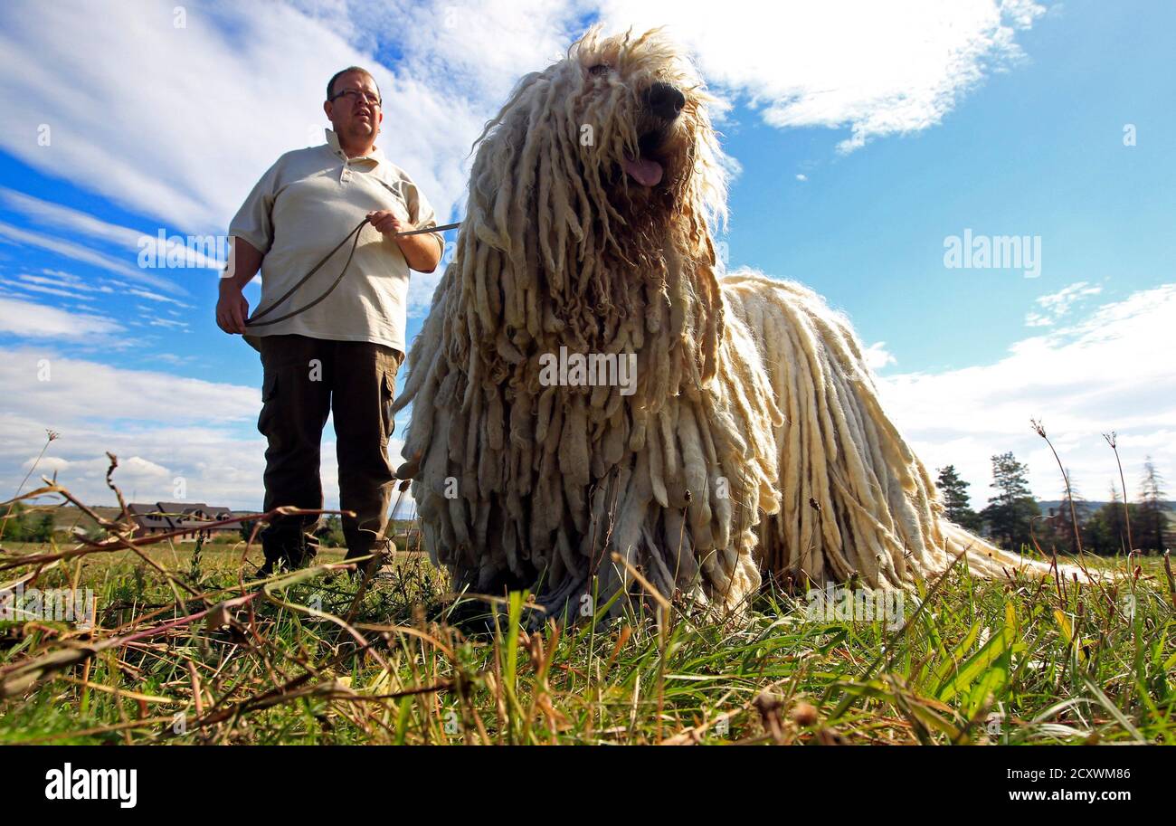 Kennel owner Gabor Korozs walks one of his Komondors, a traditional  Hungarian guard dog, in Bodony, 130 km northeast of Budapest September 3,  2013. The kennel has won several awards but makes