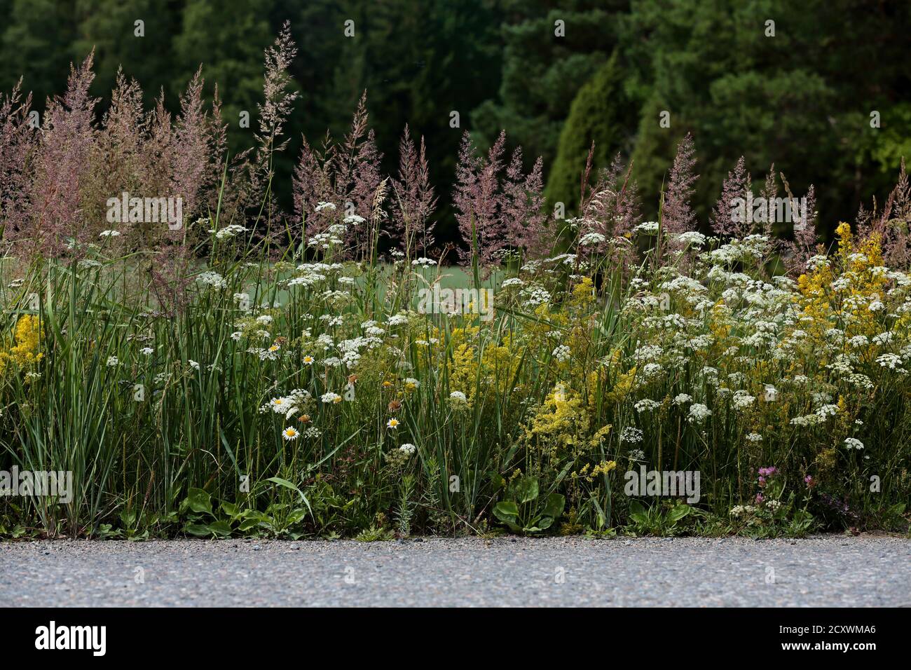 Hays and flowers growing along a road shoulder Stock Photo