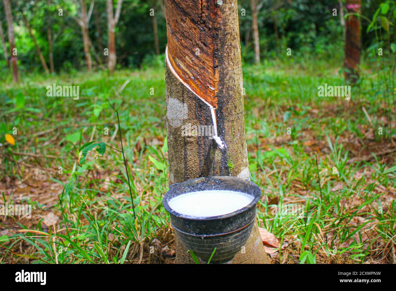 Vietnam rubber tree,Tapping latex rubber,latex extracted from rubber