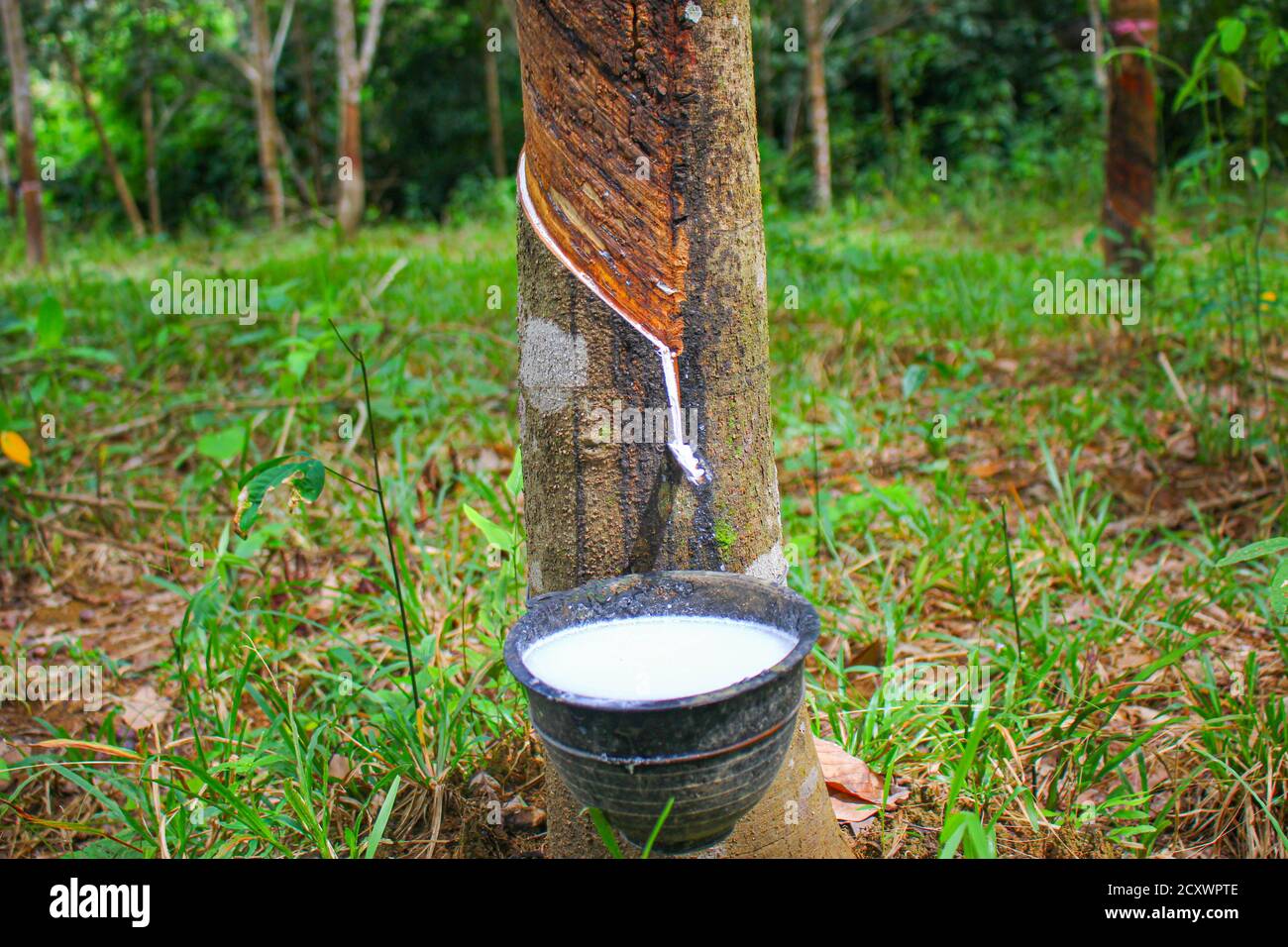ballon lanthaan Neuropathie Vietnam rubber tree,Tapping latex rubber,latex extracted from rubber tree  source of natural in Vietnam asia Stock Photo - Alamy