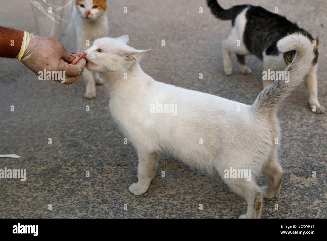 feeding cats meat