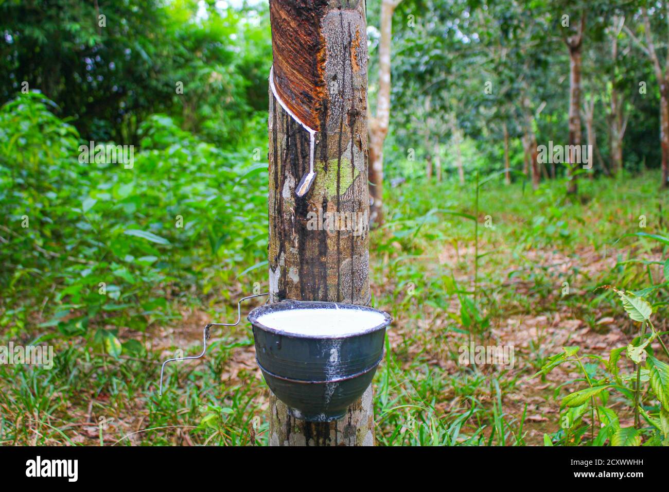 Vietnam rubber tree,Tapping latex rubber,latex extracted from rubber