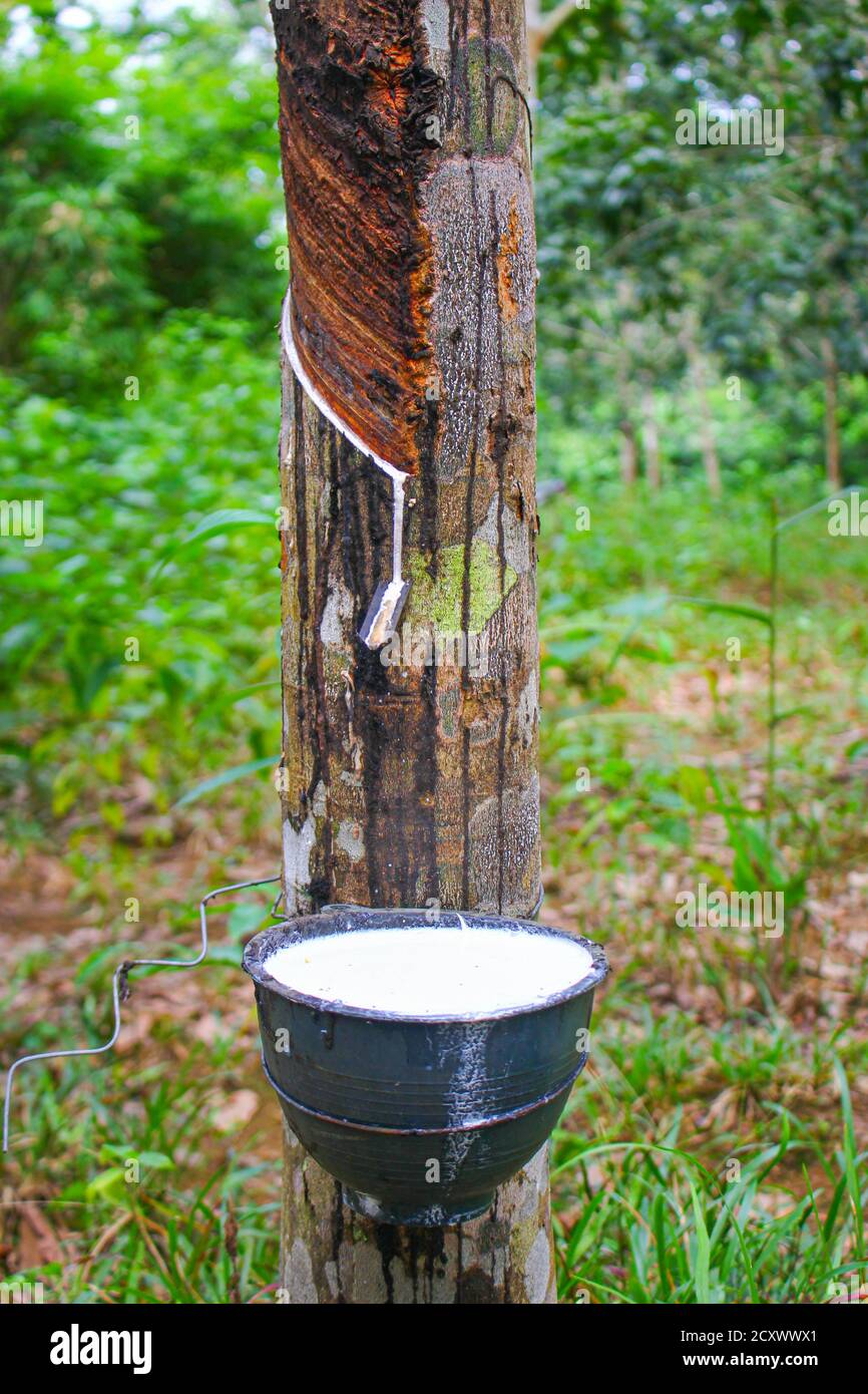Vietnam rubber tree,Tapping latex rubber,latex extracted from rubber