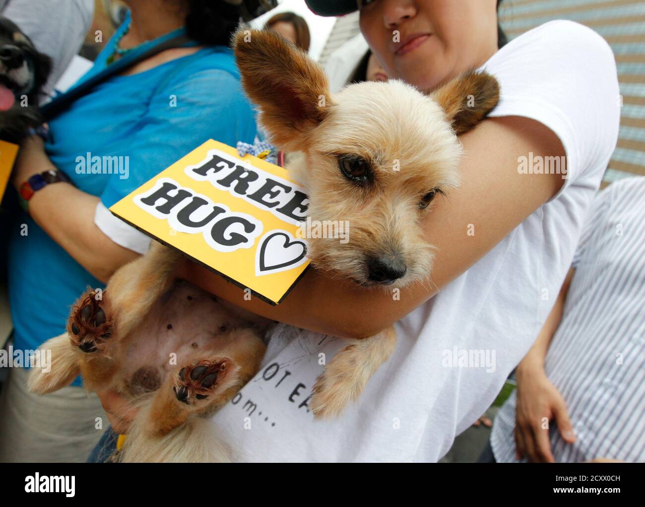 Are Dogs Considered Livestock In South Korea