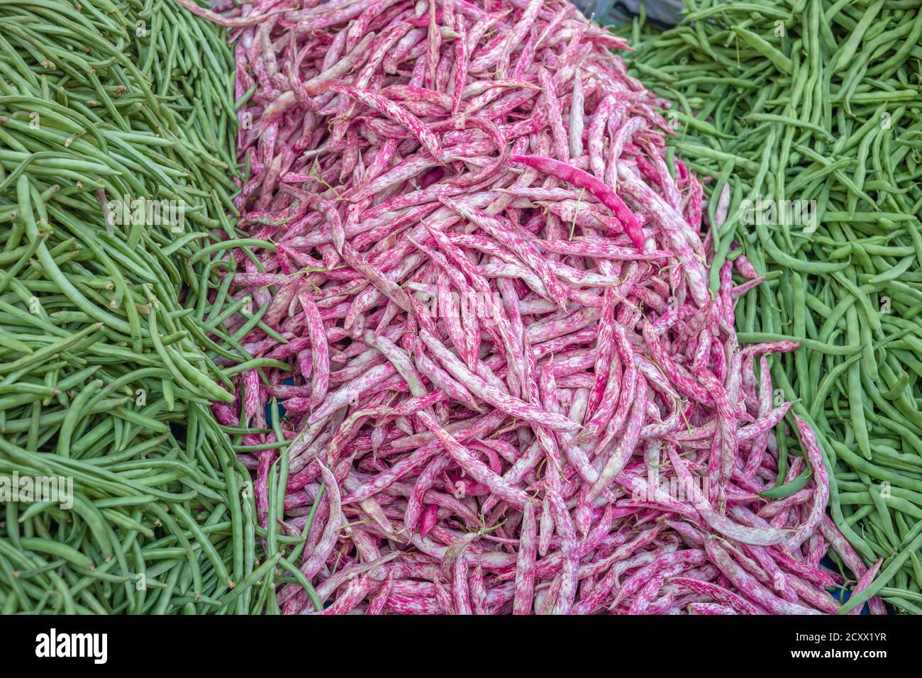 Pink and green colored string beans background. Vegetarian food