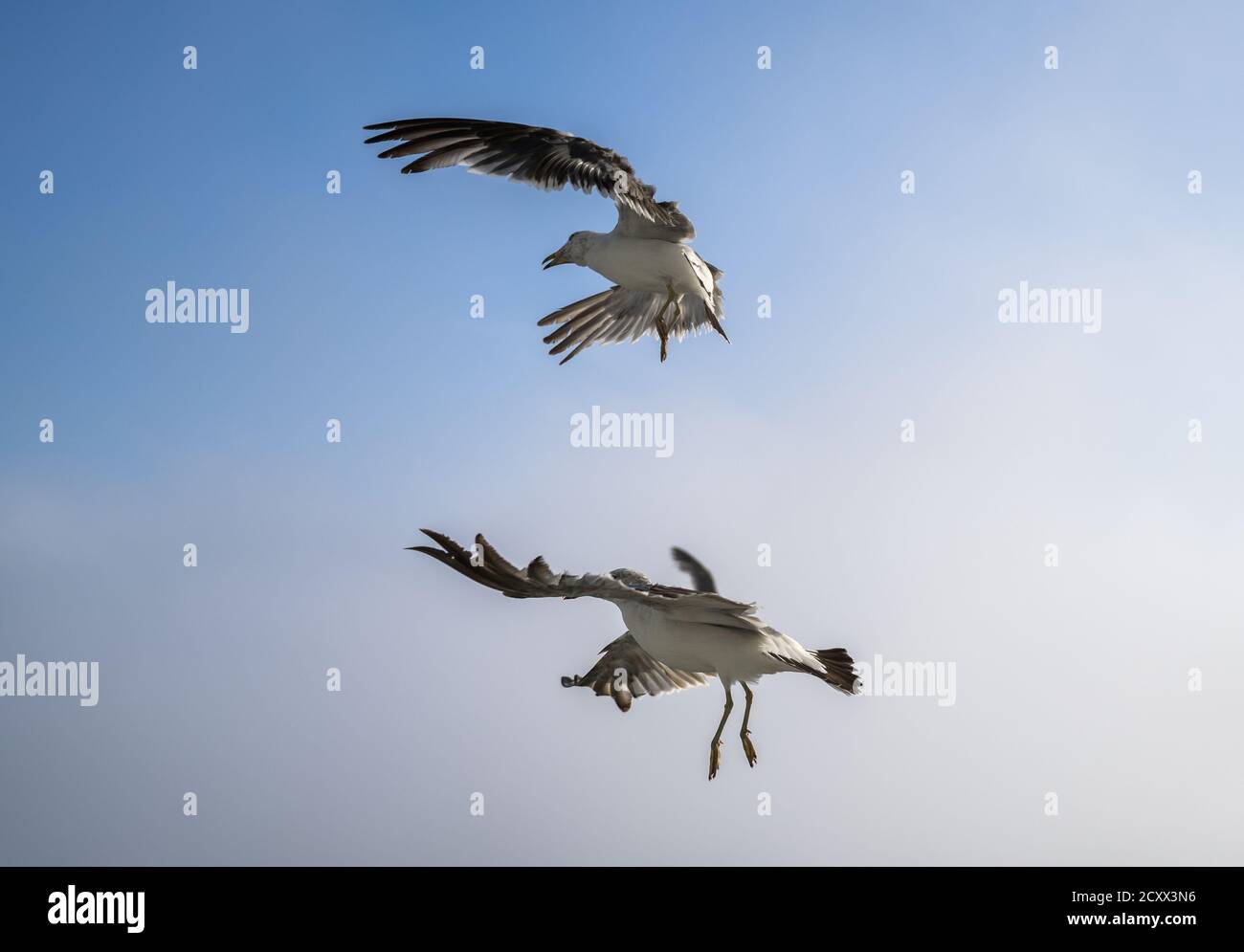 Flying seagulls over blue sky. Stock Photo