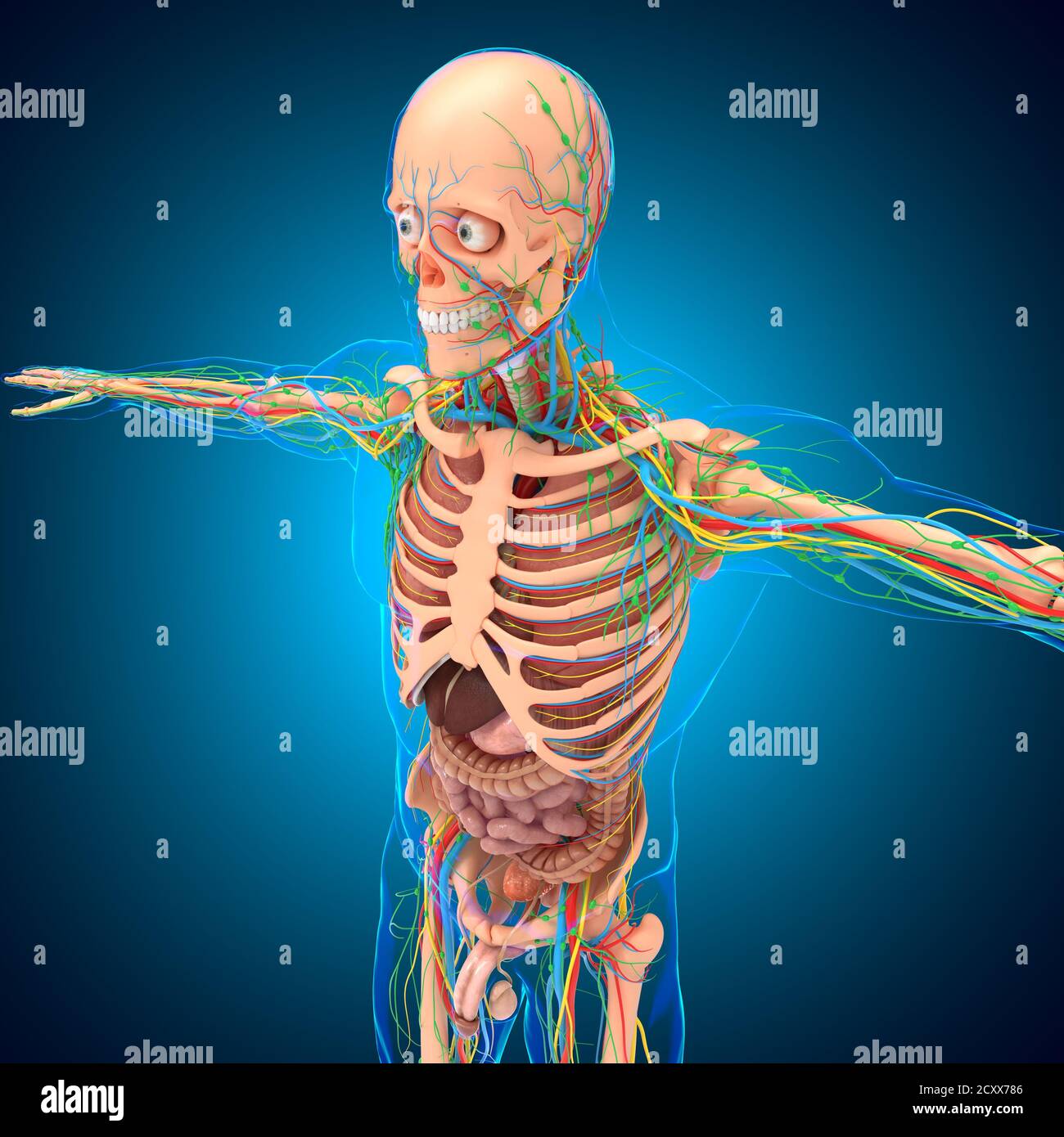 Human Anatomy For medical concept 3D Illustration Stock Photo - Alamy