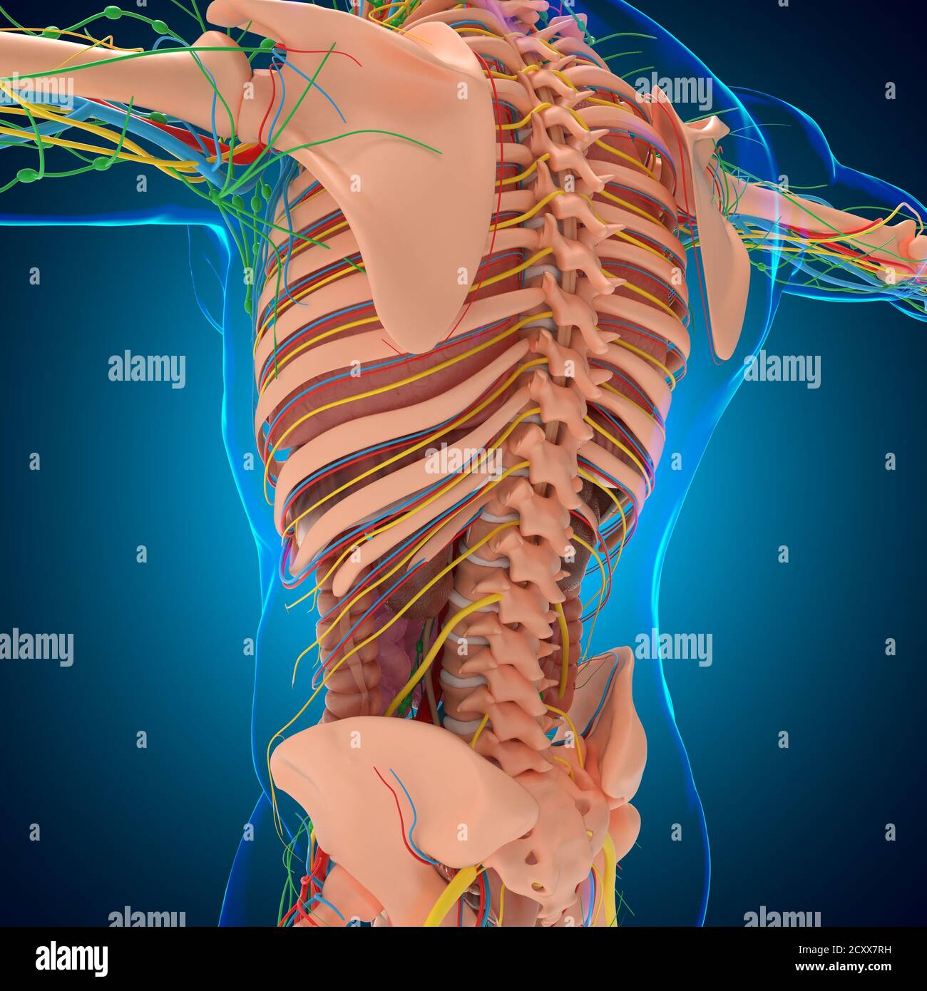 Human Anatomy For medical concept 3D Illustration Stock Photo - Alamy