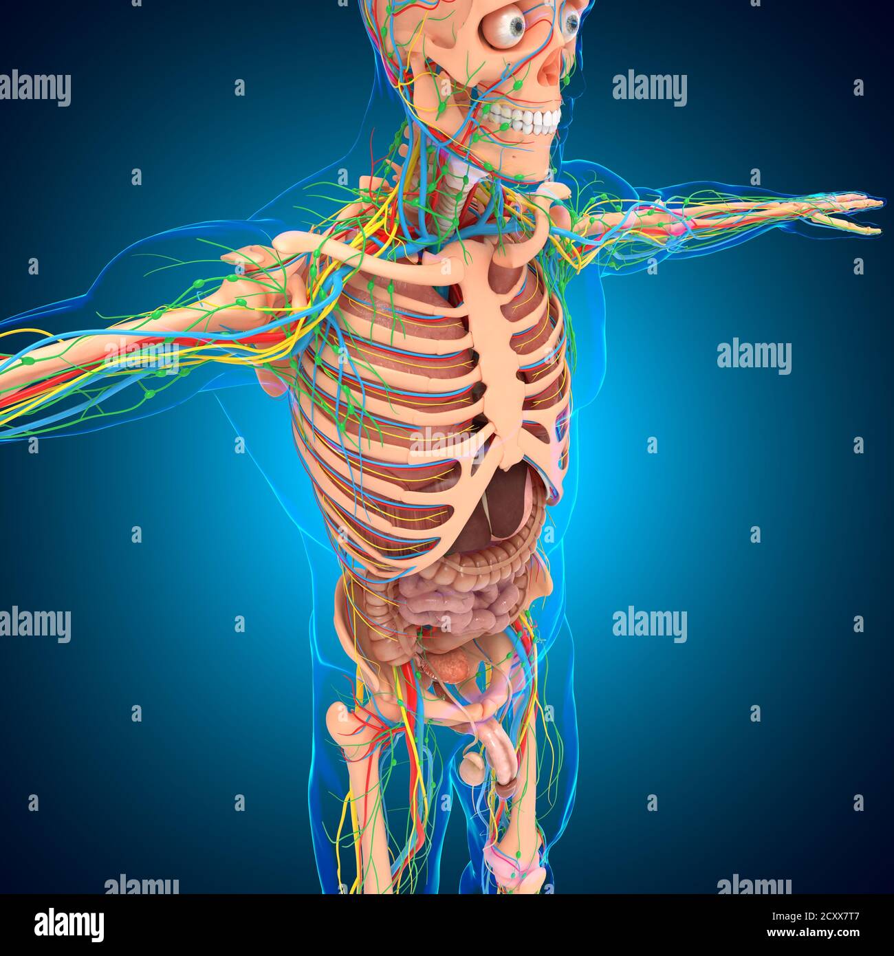 Human Anatomy For Medical Concept 3D Illustration Stock Photo Alamy