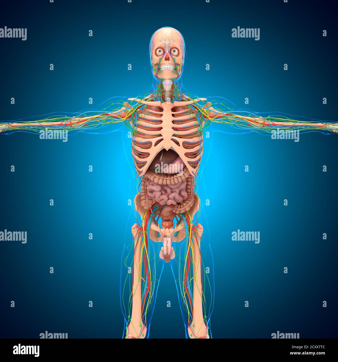 Human Anatomy For Medical Concept 3D Illustration Stock Photo Alamy