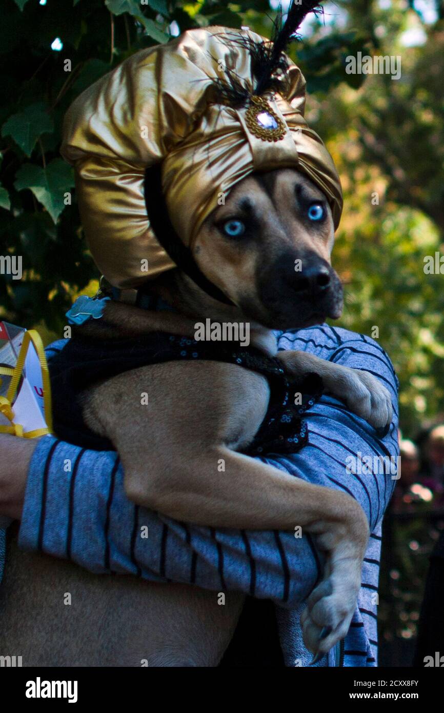A dog dressed as Zoltar the fortune teller takes part in the 23rd