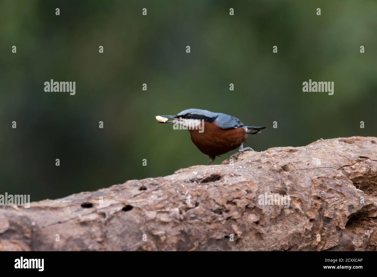 A Chestnut-bellied Nuthatch (Sitta cinnamoventris), perched on a tree log with food in beak, in the forests of Sattal, Uttarakhand in India. Stock Photo