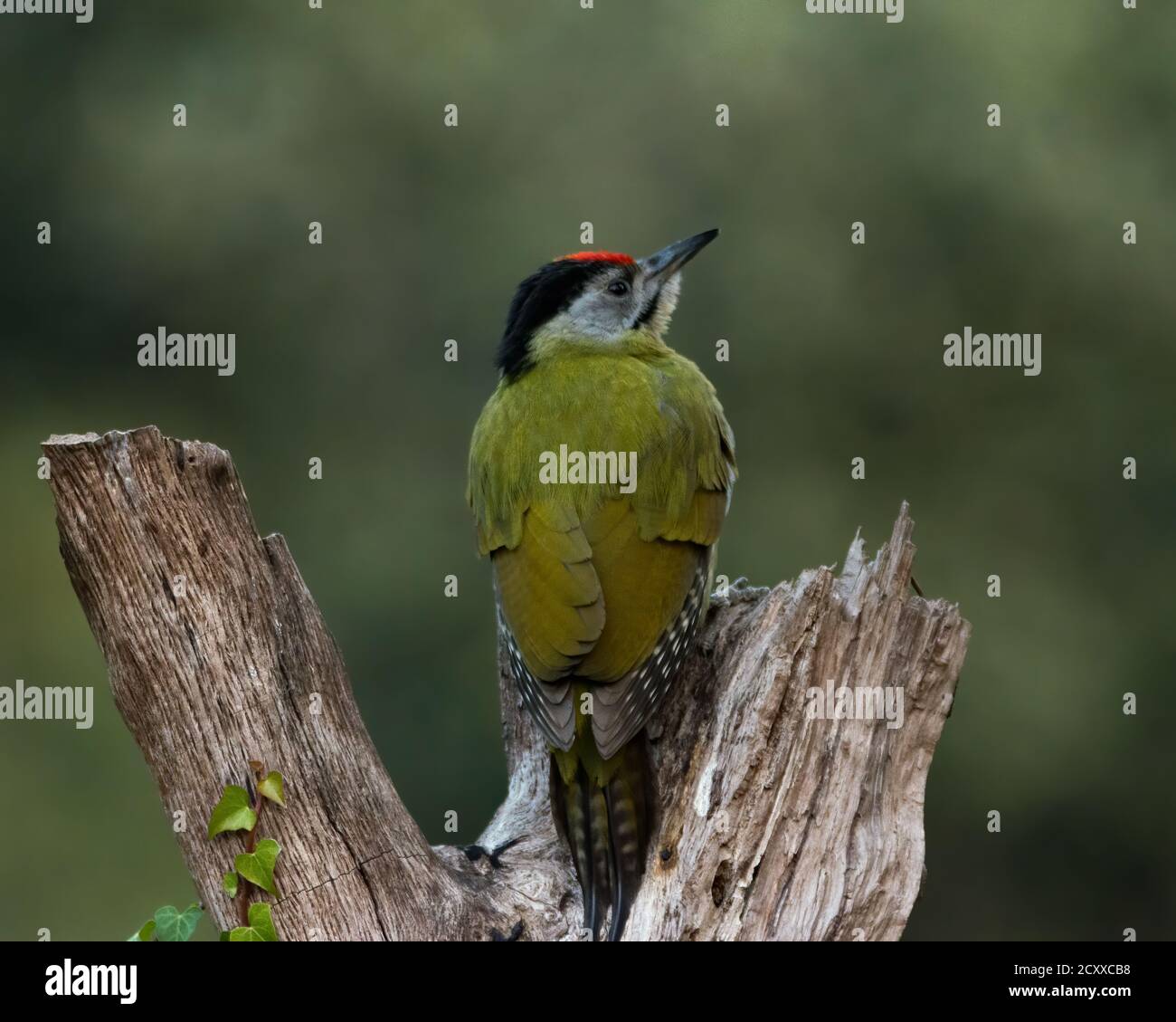 A Grey-headed Woodpecker (Picus canus), perched on a tree log with its back facing, in the forests of Sattal in Uttarakhand, India. Stock Photo