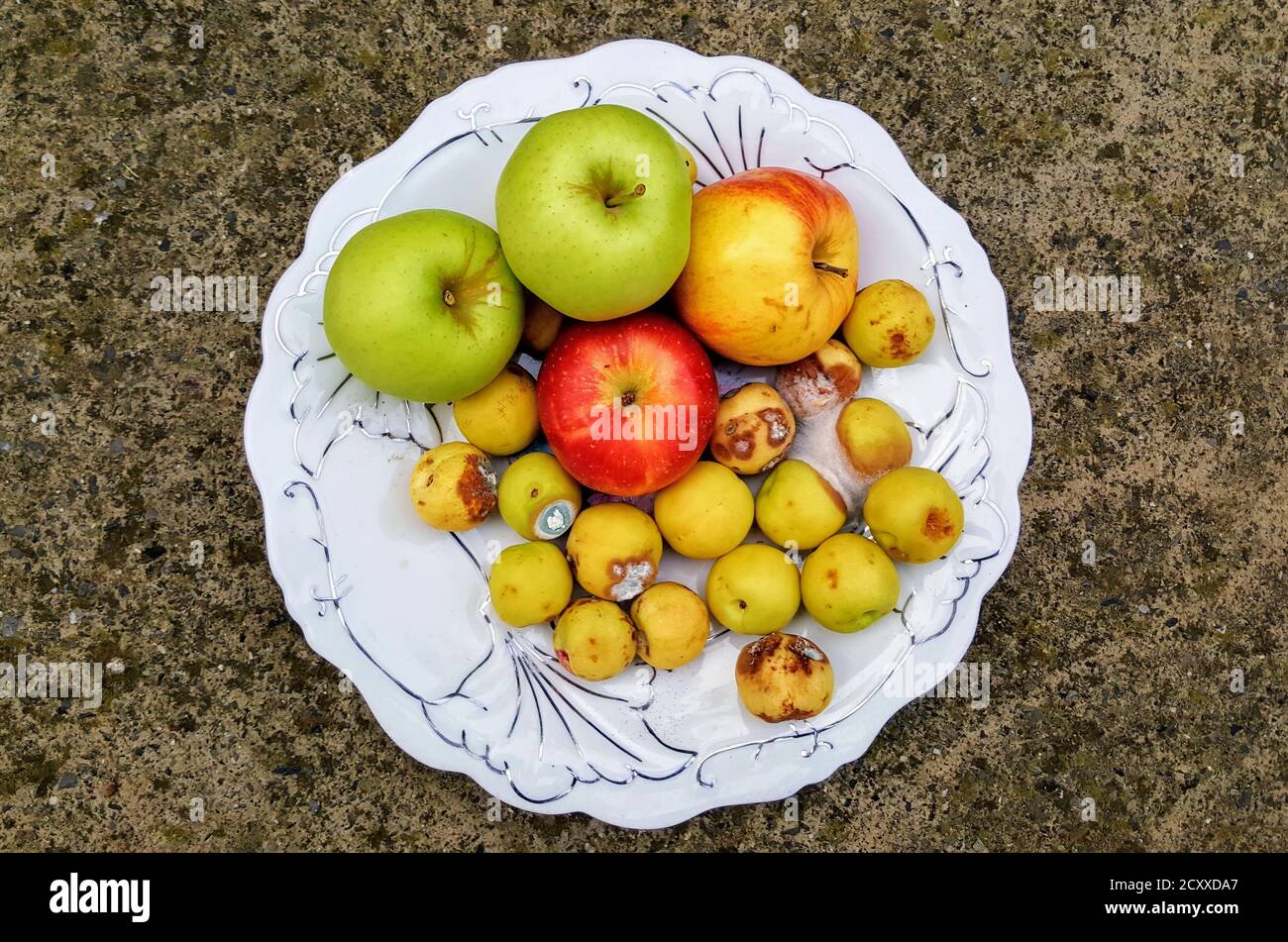 mold attacked peach and some apple on a plate top view. rotten fruits Stock Photo