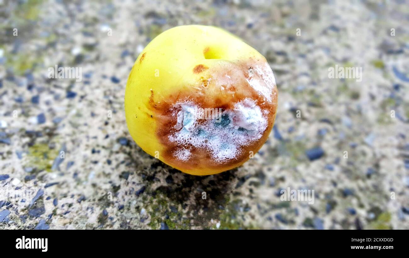 mold attacked peach. rotten fruit image Stock Photo Alamy