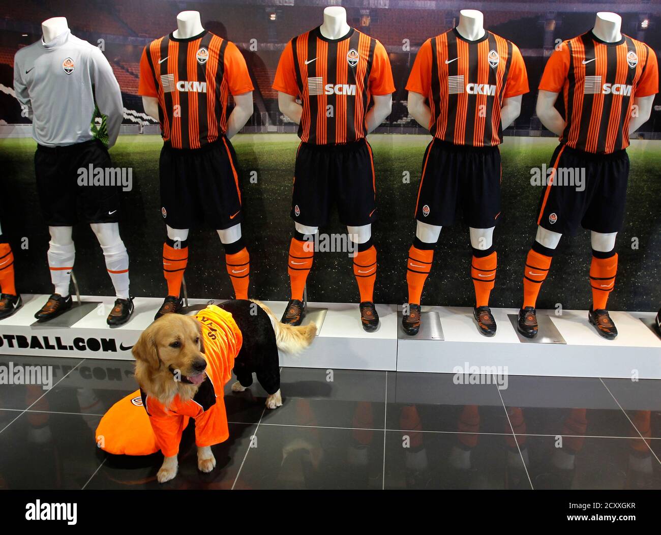 A dog, dressed in Ukraine's top division soccer club's Shakhtar Donetsk  t-shirt sits in the fan shop at their home ground, Donbass Arena, in  Donetsk, September 1, 2011. The shop also sells