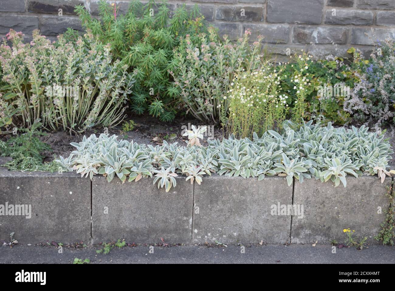 plants growing between gray stones Stock Photo Alamy