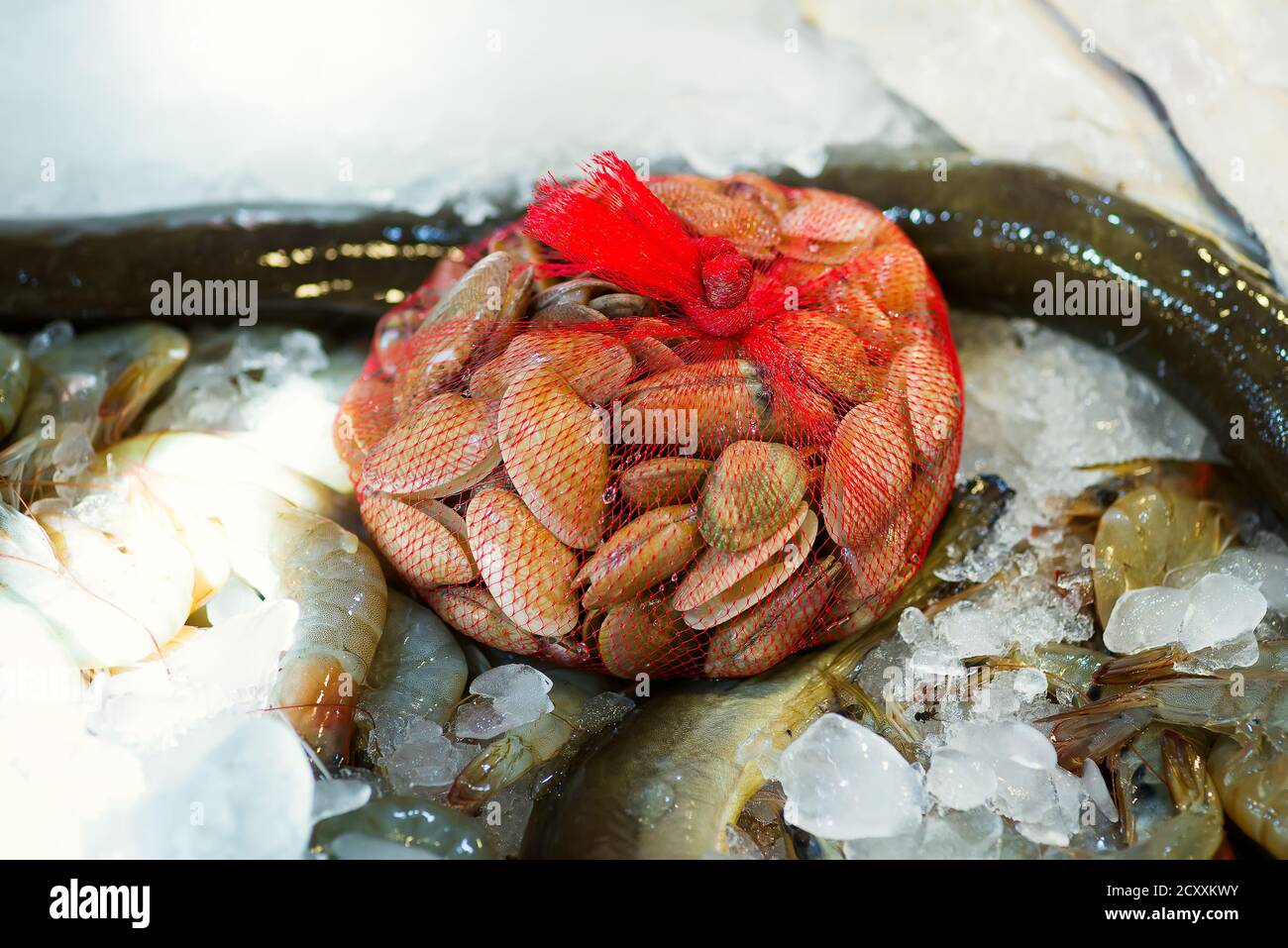 Close up seafood market counter with freshly caught natural raw uncooked different fish, mollusc and shellfish on an ice background, copy space. Sea d Stock Photo