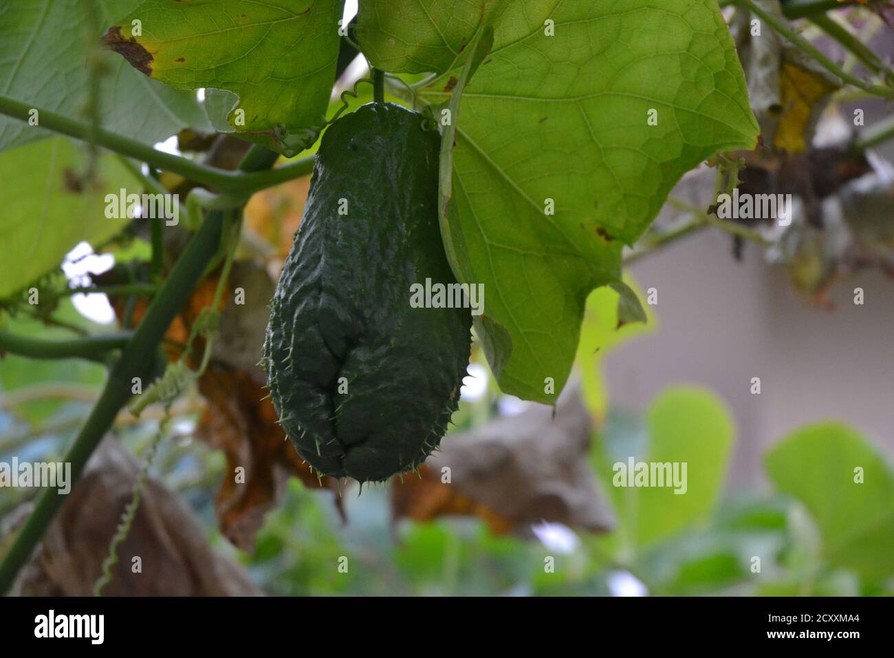 Chayote fruits are the delicious vegetables grown in many countries of