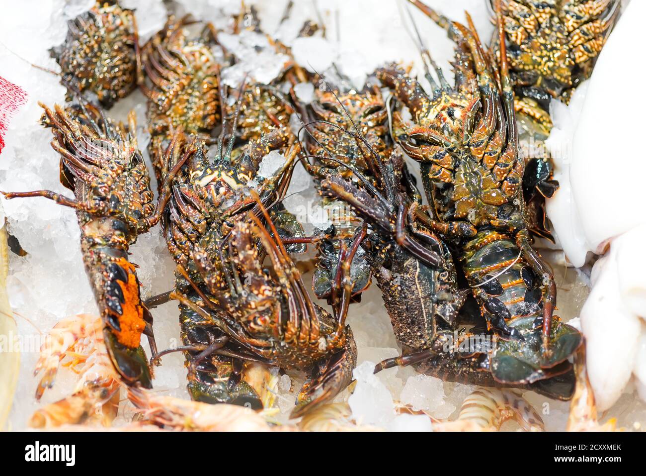 Freshly caught uncooked natural rock lobsters on an ice background at