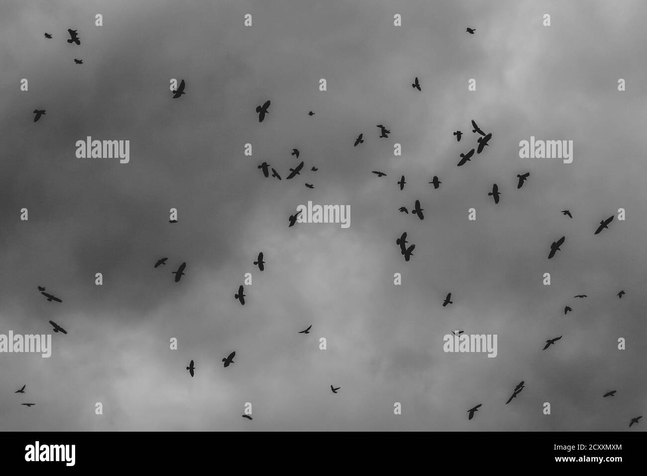 Flock of crows fly above a single spot, on a cloudy sky, during the dusk of an autumn day. Stock Photo