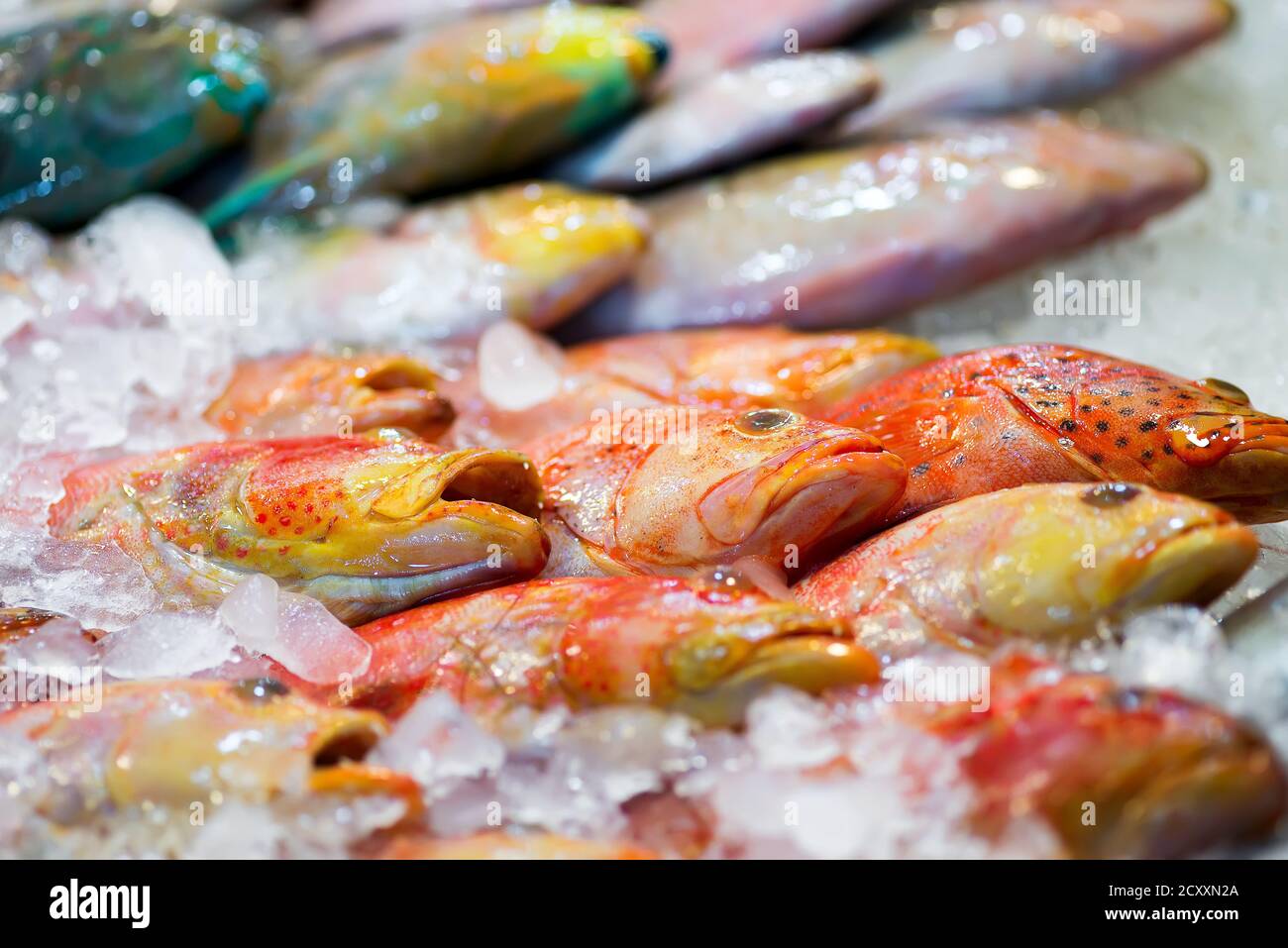 Close-up seafood backdrop from assortment of freshly caught colorful natural raw uncooked sea fish on an iced market counter. Sea delicacy food. Stock Photo