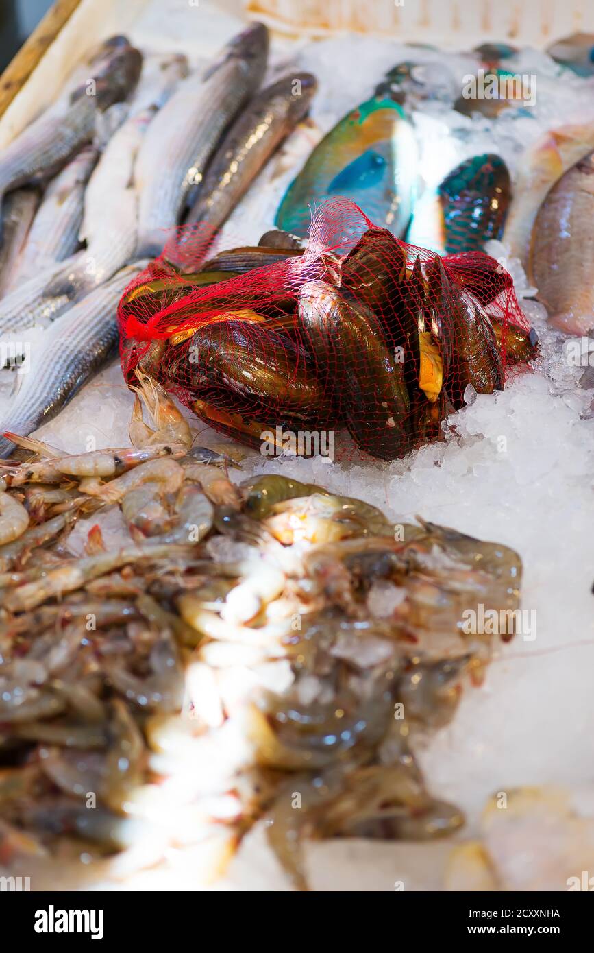 Seafood market with different fresh fish and mollusc. Stock Photo