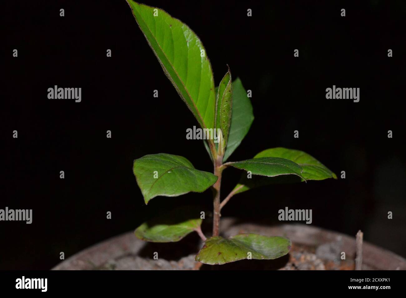 Indian Almond seedling. Stock Photo