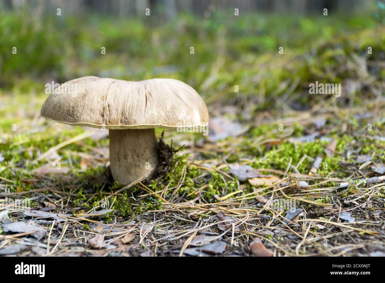 Big wild mushroom (Boletus) growing in natural forest green moss in autumn. Closeup. Selective focus. Stock Photo