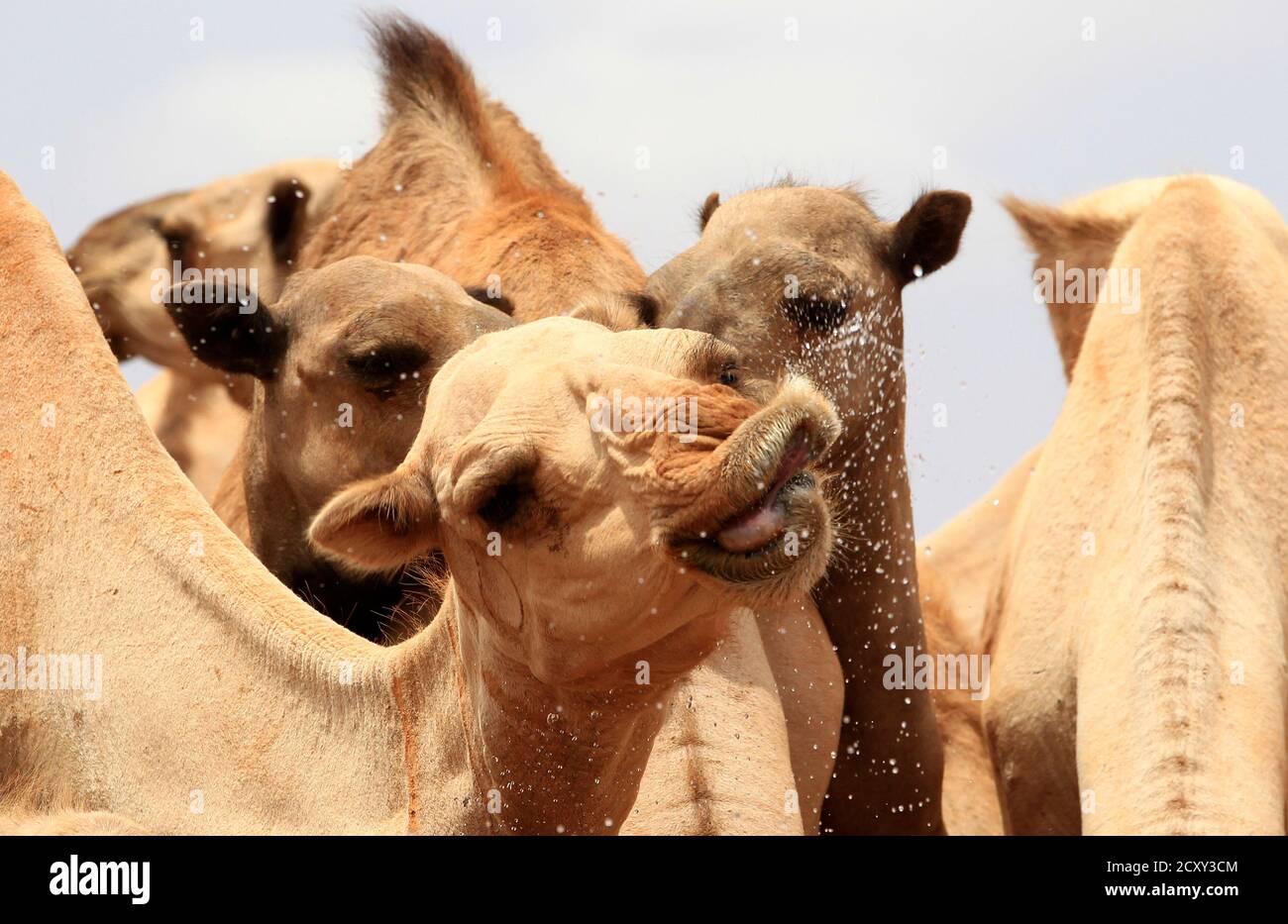 Camel Water Tank High Resolution Stock Photography And Images Alamy