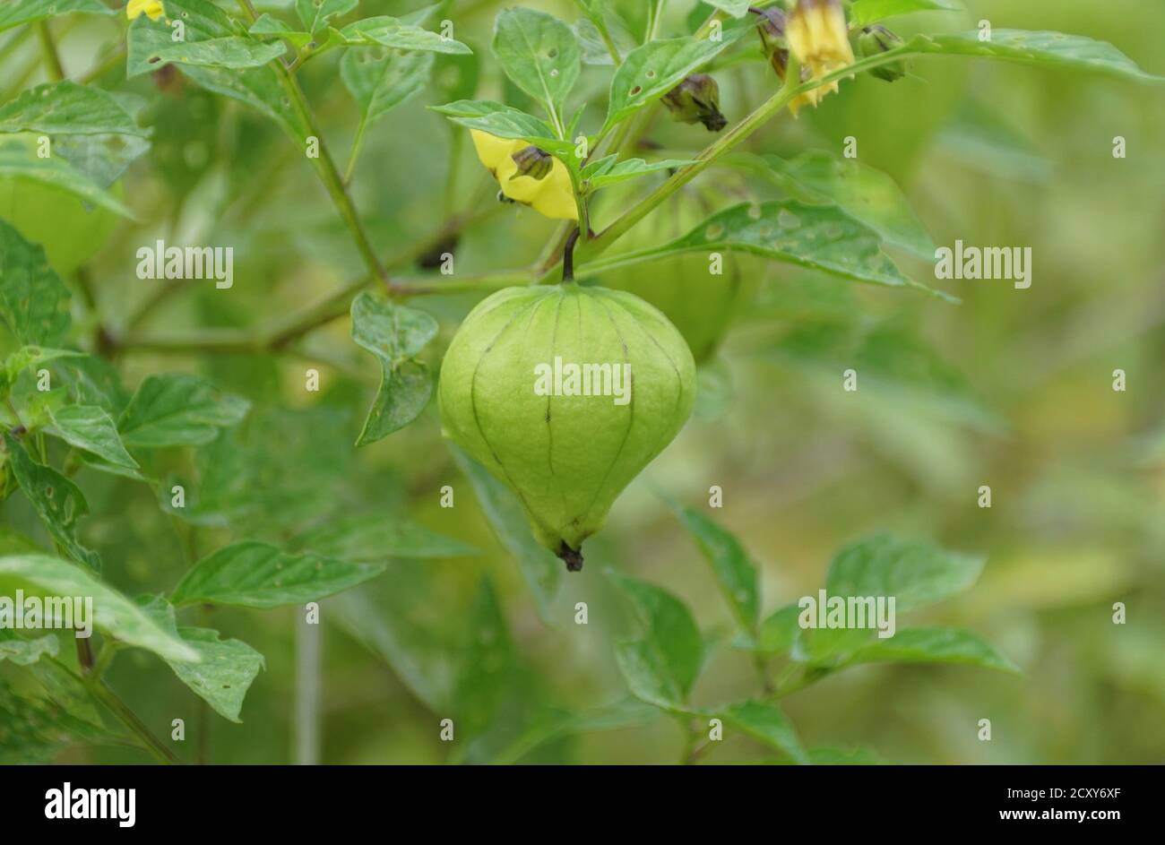 A raw tomatillo on the tree, also known as the Mexican husk tomato