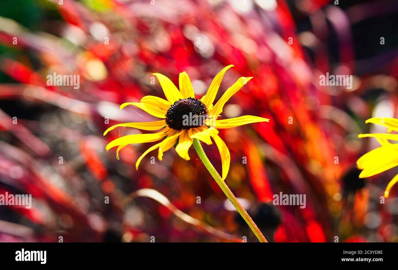 Black eyed susan flowers hires stock photography and images Alamy