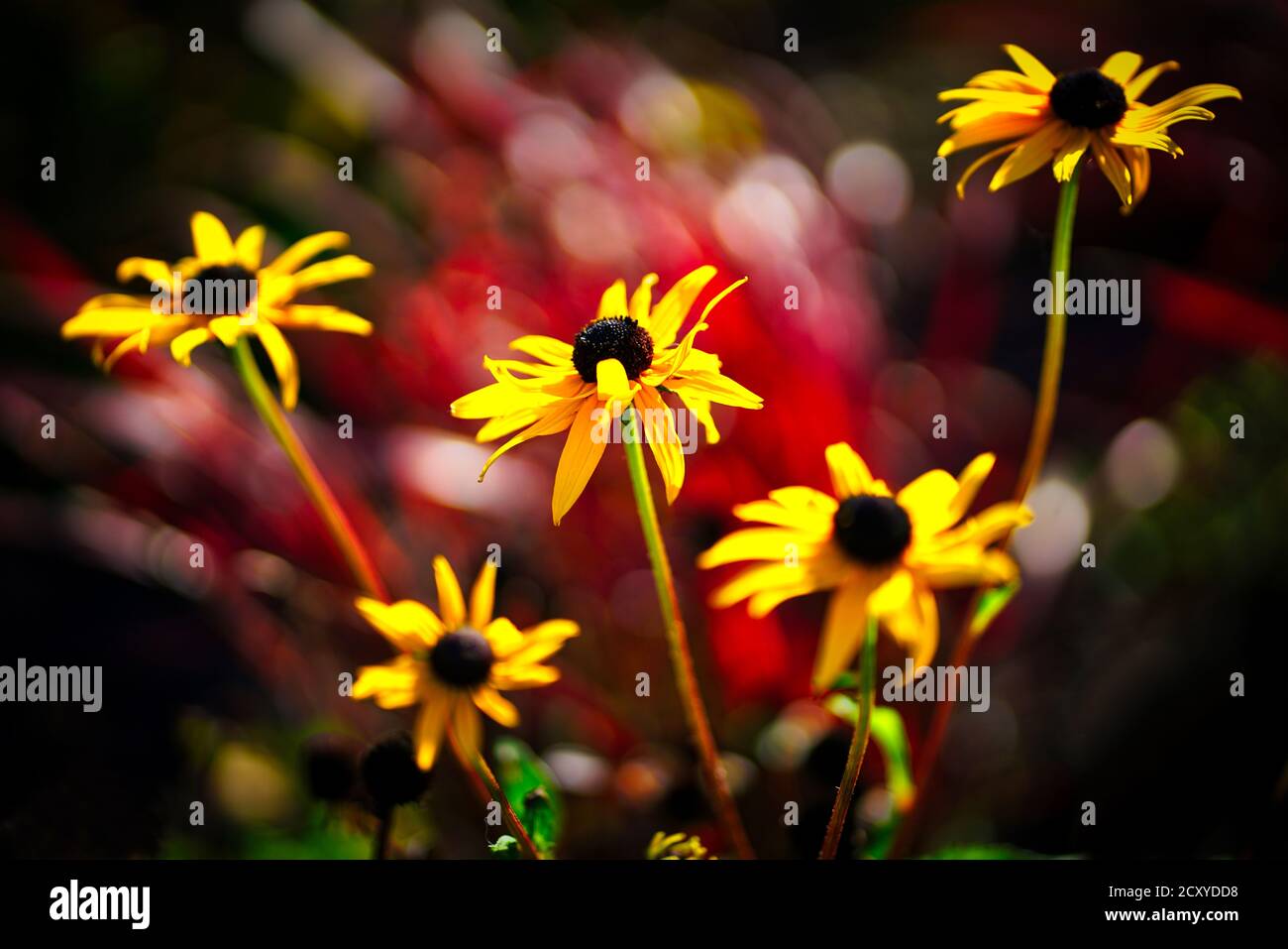 Black eyed susan flowers hires stock photography and images Alamy