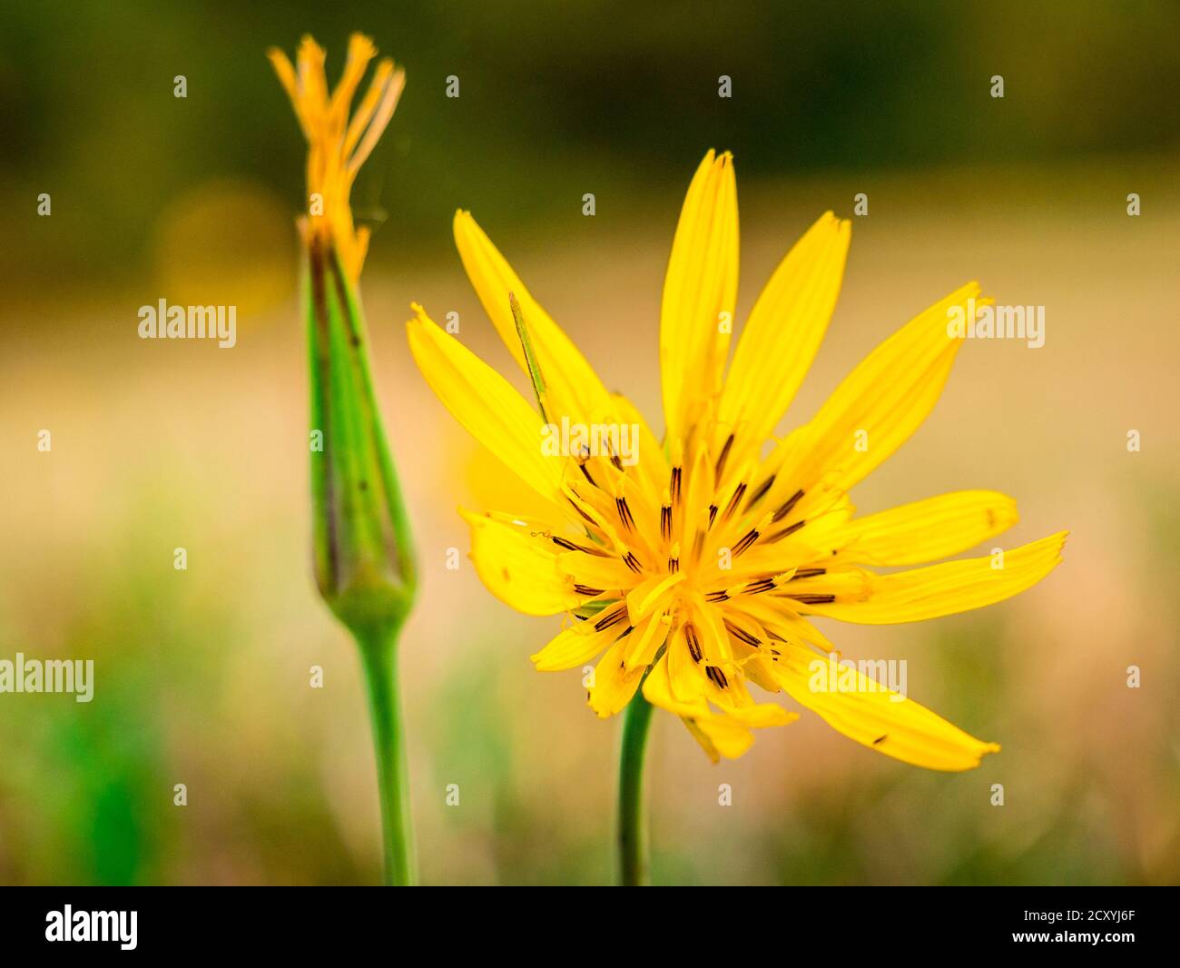 Meadow Salsify flower(Tragopogon pratensis L.) - also known as meadow goat's-beard. Close-up view of flower with blurred meadow and forest in Stock Photo