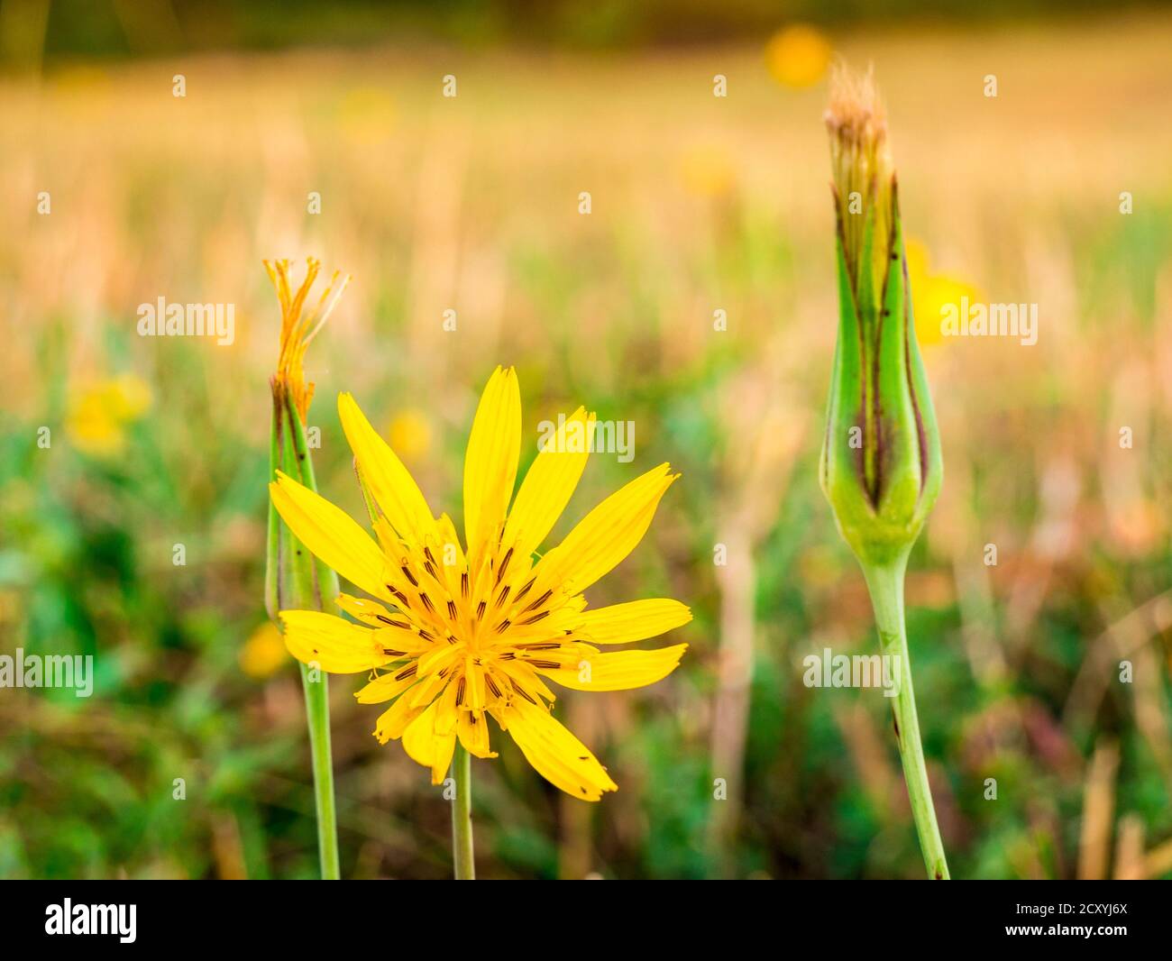 Meadow Salsify flower(Tragopogon pratensis L.) - also known as meadow goat's-beard. Close-up view of flower with blurred meadow in background - Stock Photo
