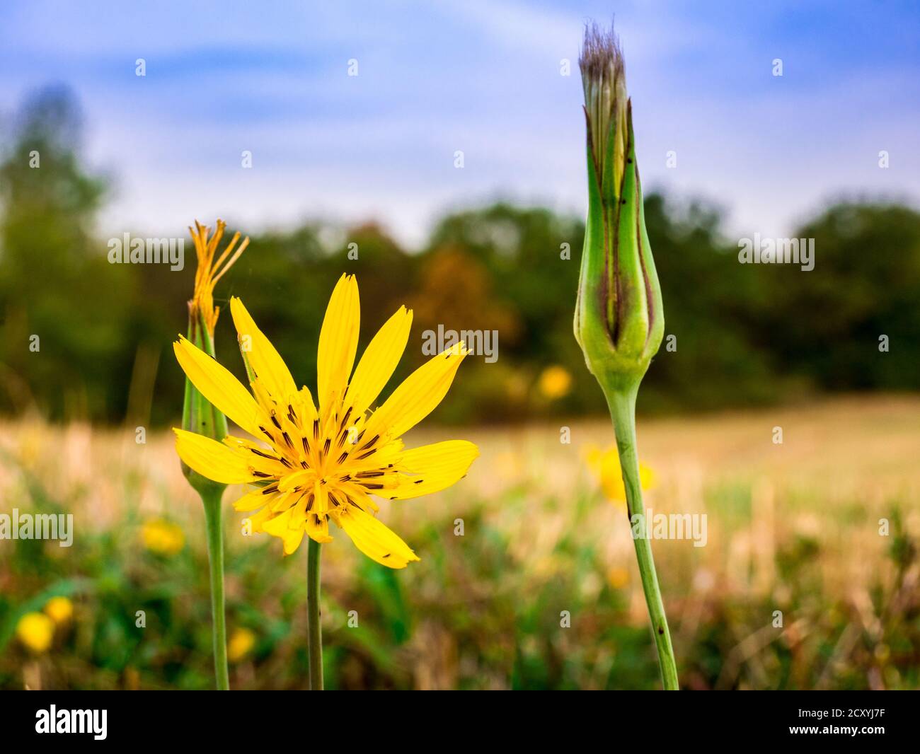 Meadow Salsify flower(Tragopogon pratensis L.) - also known as meadow goat's-beard. Close-up view of flower with blurred meadow, blue cloudy sky and Stock Photo
