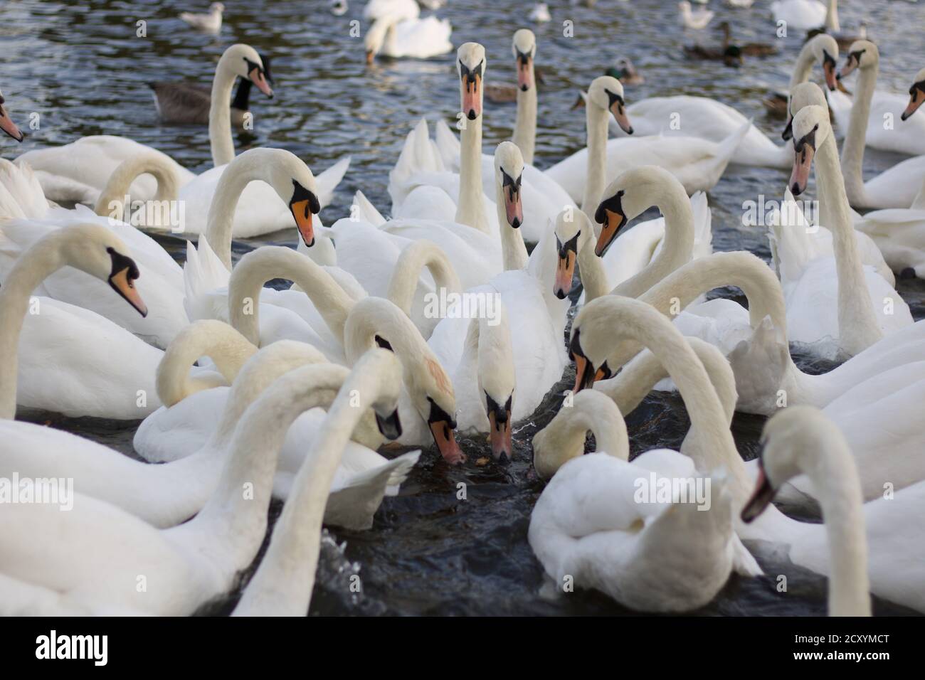 Large group of lots of swans feeding in river water Stock Photo Alamy