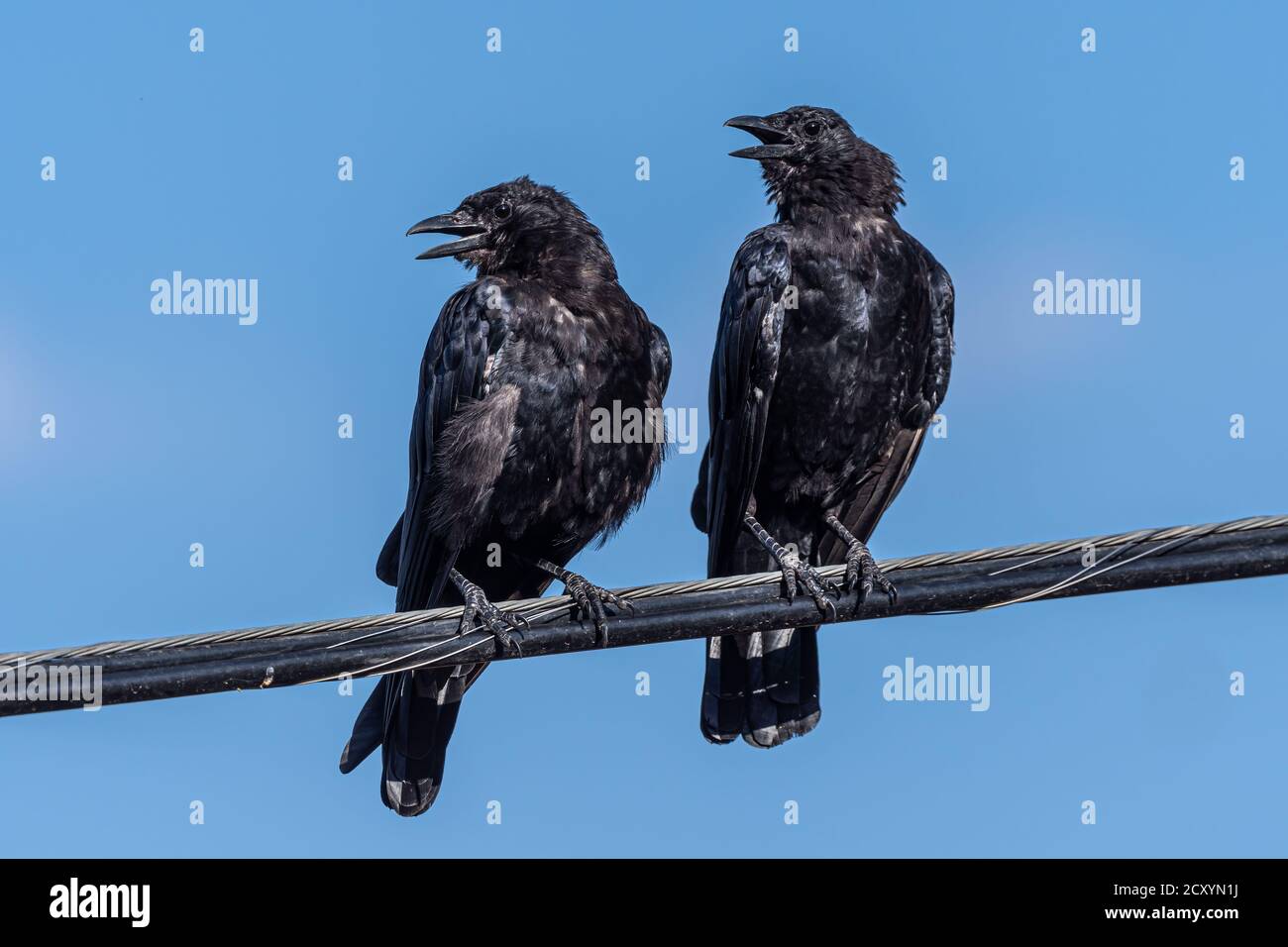 Chatting American Crows (Corvus brachyrhynchos) on a Power Line Stock