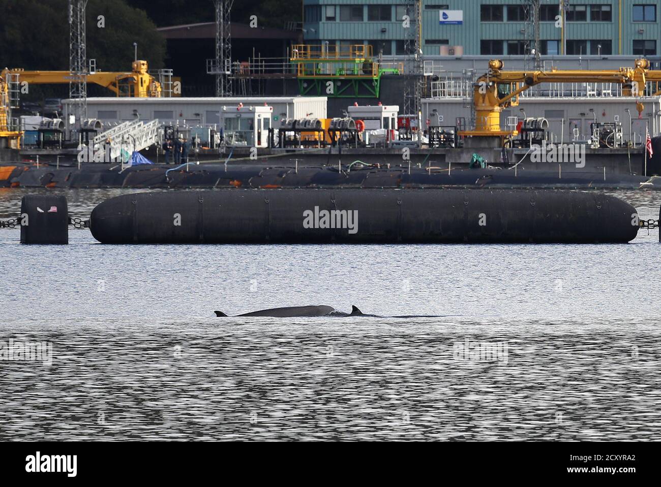 Two northern bottlenose whales near HMNB Clyde at Faslane in the Gare Loch. Rescuers from British Divers Marine Life Rescue Medics (BDMLR) are using boats in an attempt to herd a pod of northern bottlenose whales out of Loch Long amid concern over the potential impact from Exercise Joint Warrior, a major international military exercise planned for the area, as whales are particularly sensitive to underwater sounds. Stock Photo