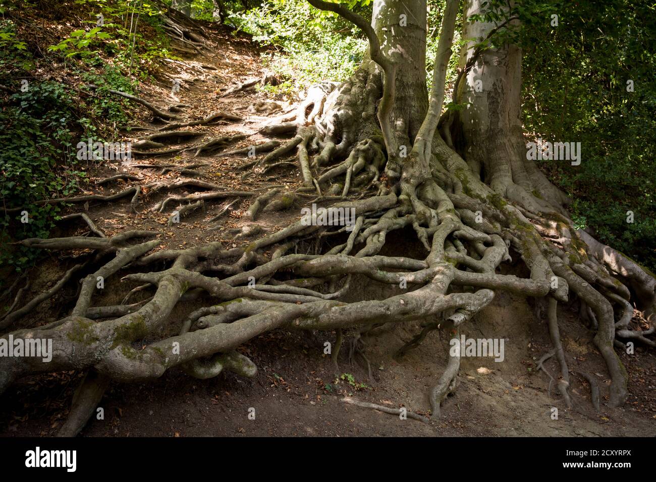 root of a beech tree exposed by erosion in Remagen-Rolandswerth, Rhineland-Palatinate, Germany.  durch Erosion freigelegte Wurzel einer Buche in Remag Stock Photo