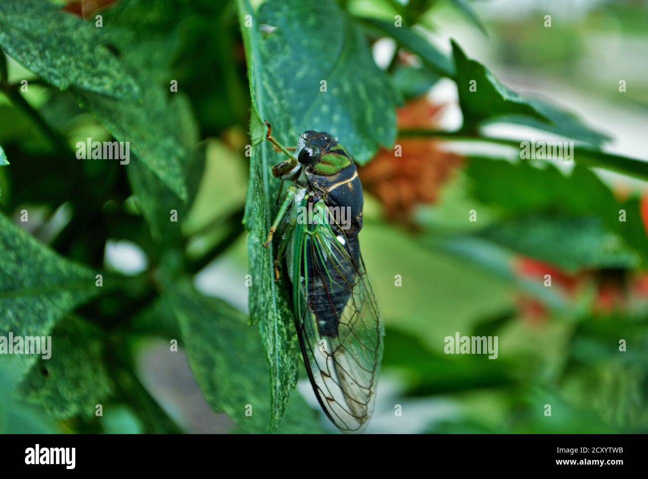 Close up of a green cicada insect bug on a plant Stock Photo