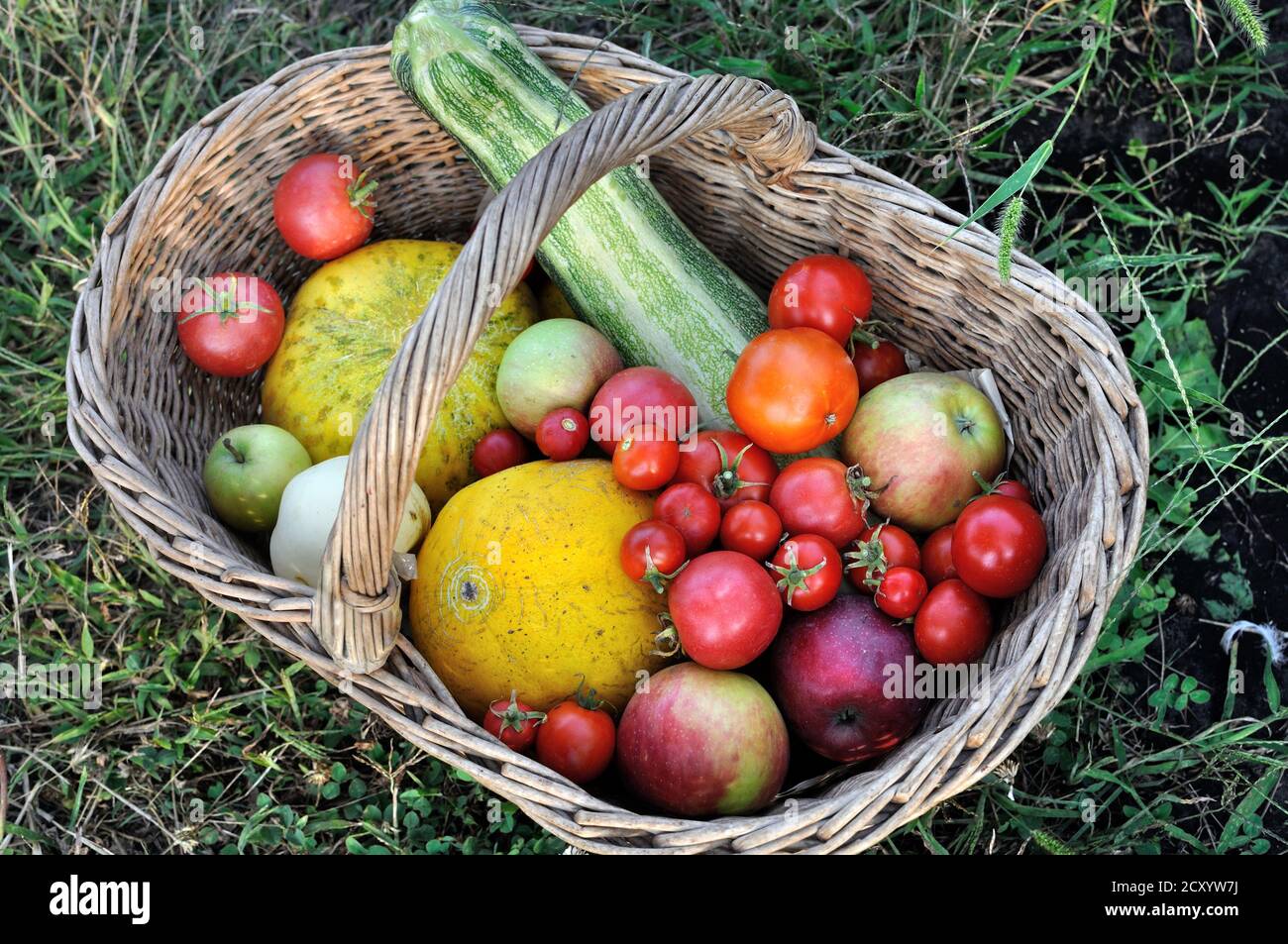 freshly harvested ripe  different organic fruits and vegetables   in the vegetable garden,  view directly above Stock Photo