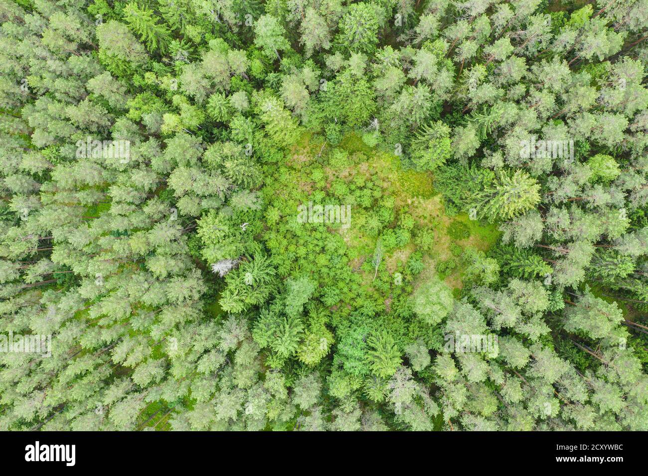 Top down aerial image of clearing in green pine forest Stock Photo - Alamy